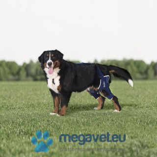 Orteza zastabilizowane stawu kolanowego psa Balto (BSM)