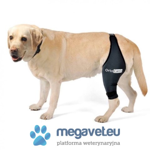 Prawa orteza kolanowa dla psa Ortocanis (BSM)