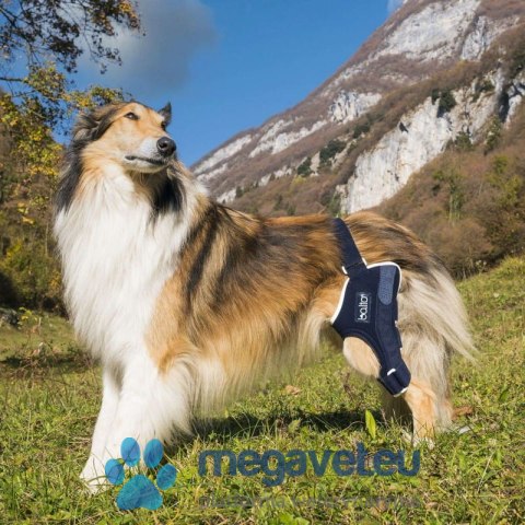 Prawa wzmocniona orteza stawu skokowego psa Balto (BSM)