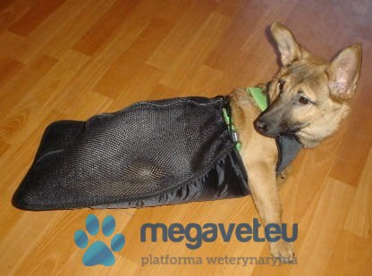 Ślizgacz dla psa z niedowładem tylnym (BSM)