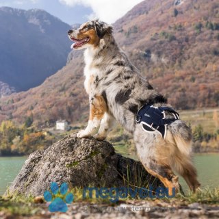 Stabilizator na dysplazję bioder psa Balto (BSM)