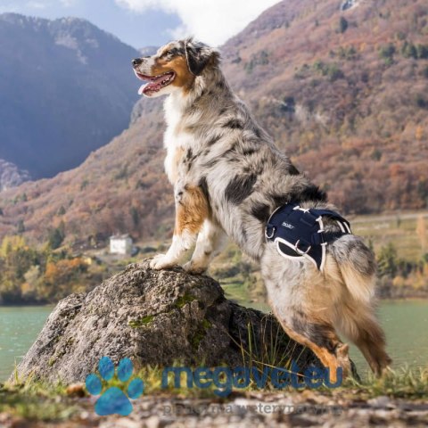 Stabilizator na dysplazję bioder psa Balto (BSM)