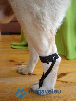 Taśma podciągowa tylna dorsi-flex (BSM)