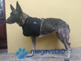 Temblak na kończynę piersiową (BSM)