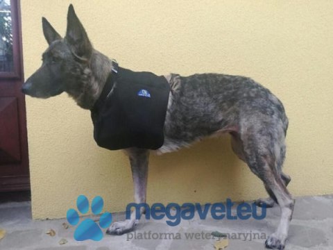 Temblak na kończynę piersiową (BSM)