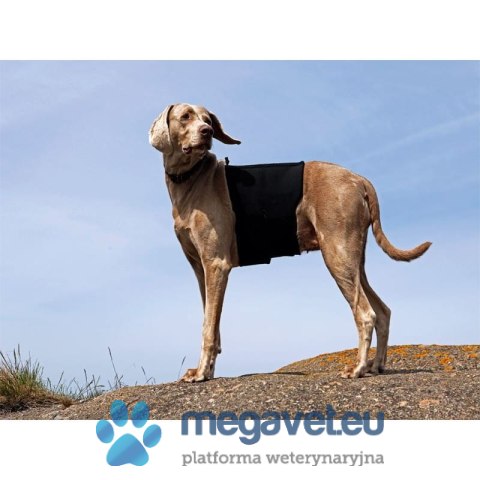 Usztywniacz kręgosłupa dla psa Ortocanis (BSM)