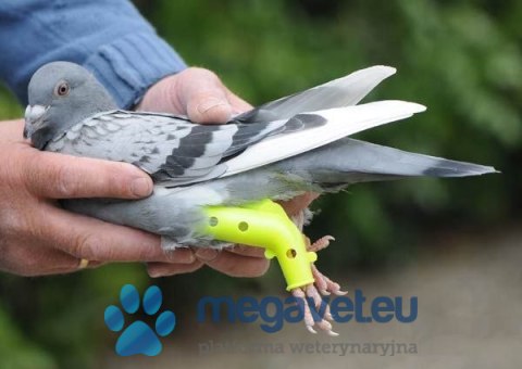 Usztywniacz weterynaryjny na nogi dla ptaków (BSM)