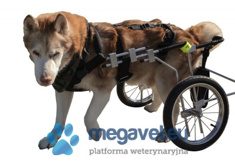 Wózek inwalidzki dla psa niedowład tylny (BSM)