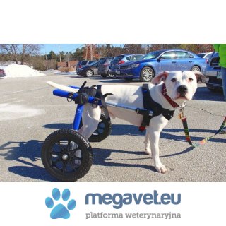 Wózek inwalidzki dla psów 13 - 31 kg Walkinpets (BSM)