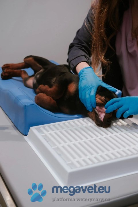 Zestaw ociekacz + pozycjoner stomatologiczny M (BSM)