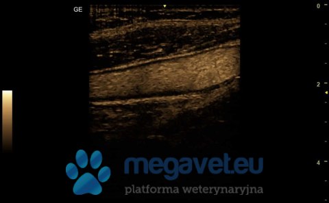 GE Versana Active (VIS) Ultrasonograf weterynaryjny