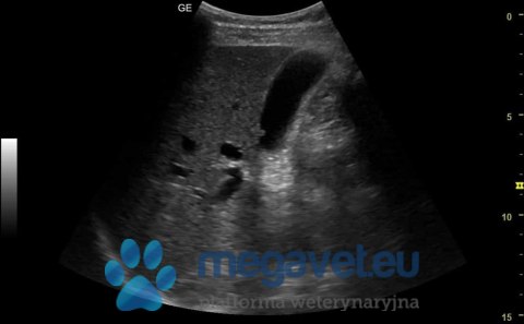 GE Versana Active (VIS) Ultrasonograf weterynaryjny