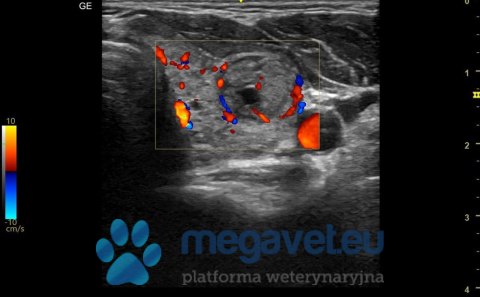 GE Versana Active (VIS) Ultrasonograf weterynaryjny