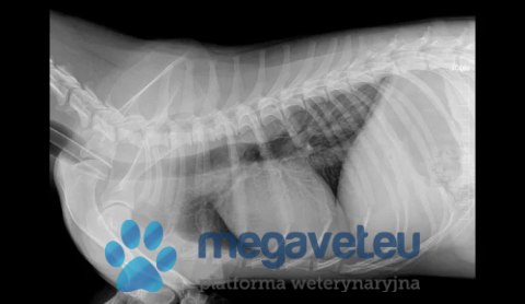 Mindray VetiX S380 (Radiologia stacjonarna) (MWT)