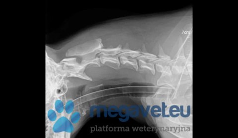 Mindray VetiX S380 (Radiologia stacjonarna) (MWT)