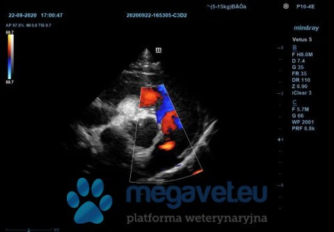 Vetus 5 - veterinary stationary ultrasound (MWT)