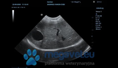 Vetus 5 - veterinary stationary ultrasound (MWT)