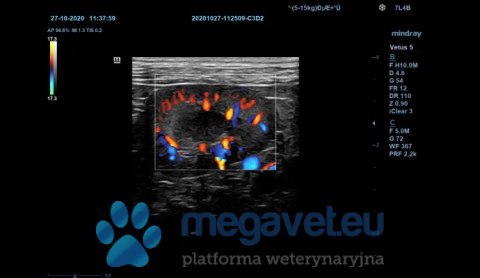 Vetus 5 - veterinary stationary ultrasound (MWT)