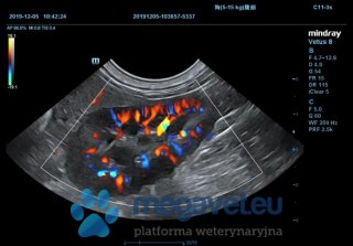 Vetus 8 Expert - weterynaryjne USG stacjonarne (MWT)