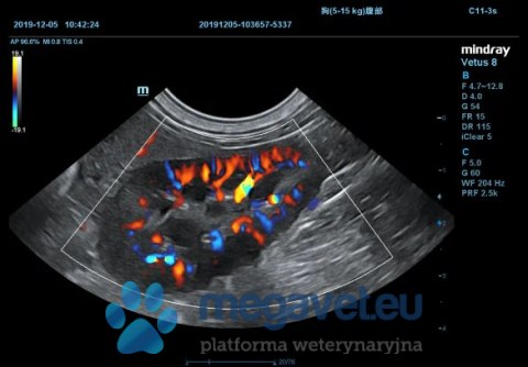 Vetus 8 Expert - weterynaryjne USG stacjonarne (MWT)