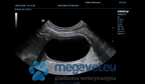 Vetus 8 Expert - weterynaryjne USG stacjonarne (MWT)