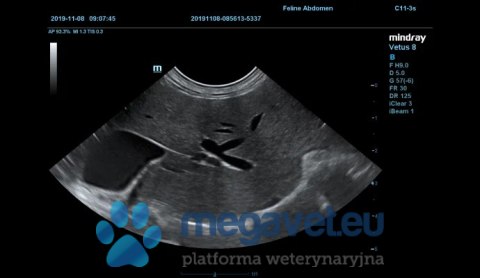 Vetus 8 Expert - weterynaryjne USG stacjonarne (MWT)