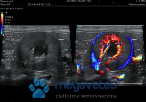 Vetus 80 - weterynaryjne USG stacjonarne (MWT)