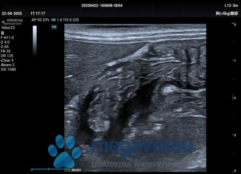 Vetus E3 - przenośne USG weterynaryjne (MWT)