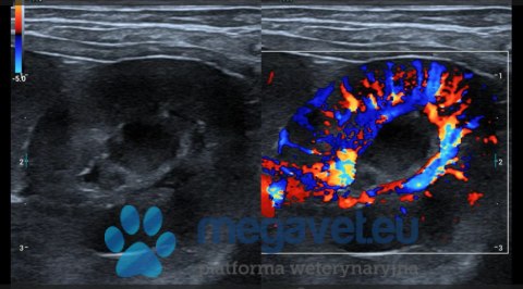 Vetus E5 - portable veterinary ultrasound (MWT)