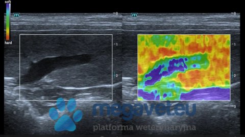 Vetus E5 - portable veterinary ultrasound (MWT)