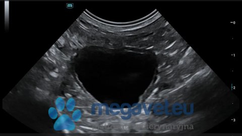 Vetus E5 - portable veterinary ultrasound (MWT)