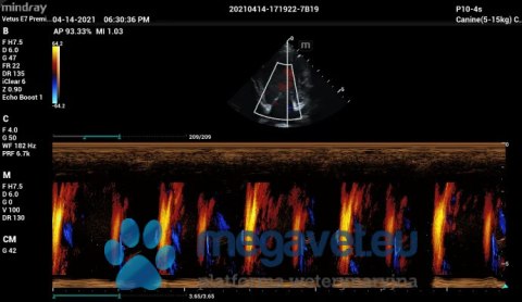 Vetus E7 - przenośne USG weterynaryjne (MWT)
