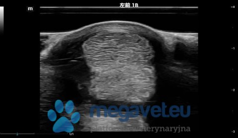 Vetus EQ - przenośne USG weterynaryjne (MWT)