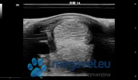 Vetus EQ - przenośne USG weterynaryjne (MWT)
