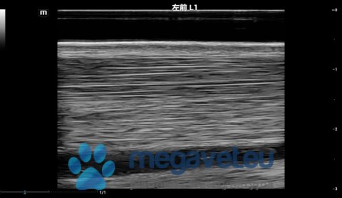 Vetus EQ - przenośne USG weterynaryjne (MWT)