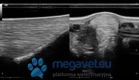 Vetus EQ - przenośne USG weterynaryjne (MWT)