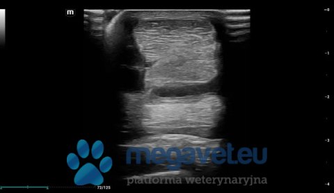 Vetus EQ - przenośne USG weterynaryjne (MWT)