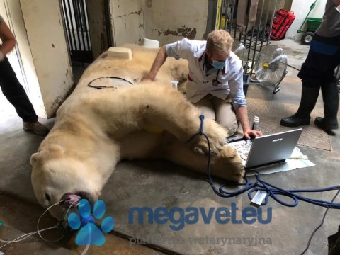 Vetus M11 - przenośne USG weterynaryjne (MWT)