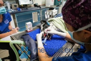 IC Plaque - roztwór ujawniający płytkę nazębną - 72 waciki (FDT)