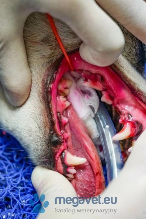 IC Plaque - roztwór ujawniający płytkę nazębną - 72 waciki (FDT)