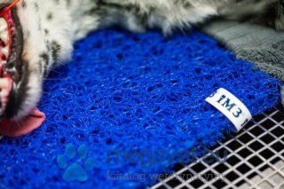 Mata stomatologiczna (FDT)