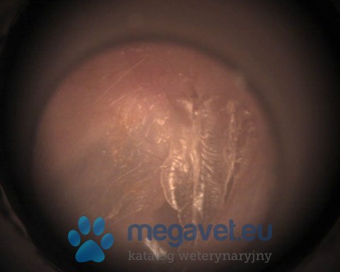 Otoskop Mic-Fi Videootoskop Digital wi-fi (MDA)