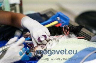 Pasta iClean Prophy - Medium 100 x 2g (FDT)