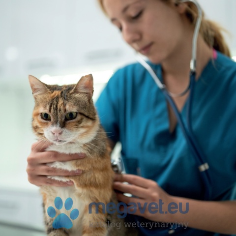 🎯 Analizator w Twojej lecznicy już od 10 zł miesięcznie? [CRT]