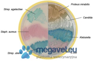 Chromagar Mastitis [BXA]