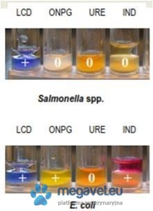 Krążki Diatabs do identyfikacji biochemicznej [BXA]