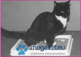 CAT URINE SAMPLING KIT [VXV]