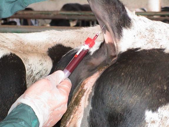 Pobieranie prób krwi i mleka u bydła do badao diagnostycznych
