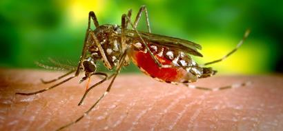 Masowa produkcja genetycznie modyfikowanych komarów