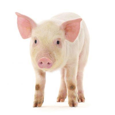 Hodowla świń-chimer w Japonii